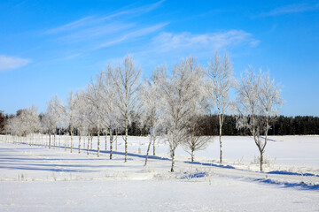 Frosted Tree Lined Road on a Beautiful Day of February. 