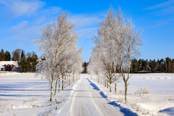 Frosted Birch Tree Lined Road in February, Horizontal View. 