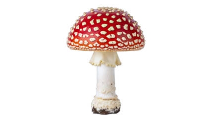 Fly Agaric Mushroom Isolated on White Background
