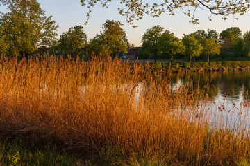 Detail of dry, golden reeds and pond surface. Coastal scenery at dusk. Calm evening landscape.