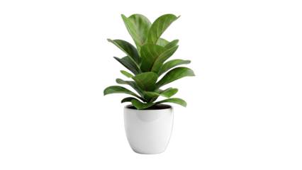 Fiddle Leaf Fig Plant in White Pot on White Background