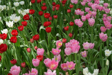 tulips