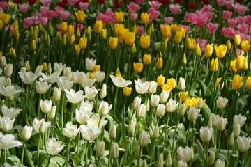 Obraz premium tulips