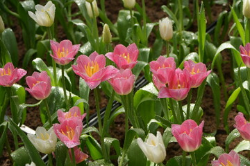 tulips