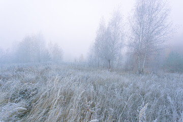 Fototapeta premium Misty sunrise. Beautiful autumn morning landscape with young trees on a foggy meadow and rime on the grass.