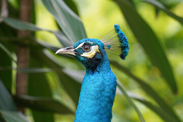 a vibrant blue peacock with a striking greenish-yellow eye spot, surrounded by lush green foliage....