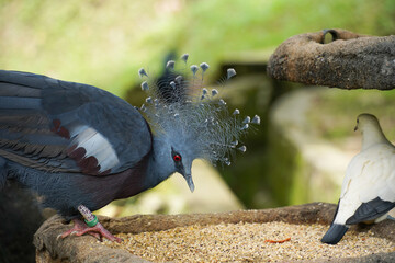 a peacock with a magnificent, iridescent blue and green tail fan, standing next to a white pigeon on a stone ledge, surrounded by a blurred, lush green background.