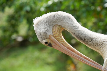 A large, grayish-brown pelican with a long, curved beak and yellowish feet perches on a pink wooden railing. The background features lush green grass and leafy trees, suggesting a park or nature reser