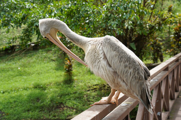A large, grayish-brown pelican with a long, curved beak and yellowish feet perches on a pink wooden railing. The background features lush green grass and leafy trees, suggesting a park or nature reser