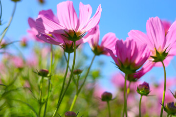 Pink cosmos flower under the blue sky.
