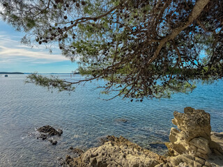 Lush pine tree branches hang over a rocky sandstone shoreline, framing crystal clear blue sea and distant horizon on sunny summer day, showcasing natural beauty of the coast on Rab Island, Croatia.