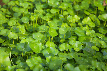 Pennywort leaves and droplets, fresh green leaves