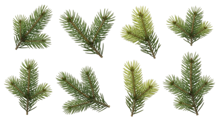 Isolated Evergreen Fir Tree Branches for Christmas Decor on a Black Background Set