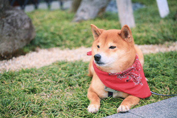 Shiba inu with red dog textile collar in spring garden, Arashiyama