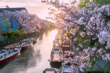 Pink cheery sakura blossom and boats by river at sunset, Yanagawa