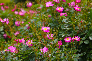 Beautiful roses blooming in a Japanese public garden.