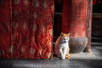 Adorable orange white tabby cat by red textile in Longhua temple, Shanghai