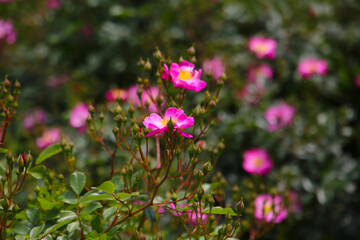 Beautiful roses blooming in a Japanese public garden.