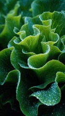 Close-up of Fresh Green Lettuce with Water Droplets.