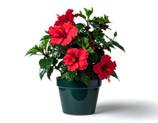 Hibiscus houseplant with red flowers in a pot white isolated generative AI
