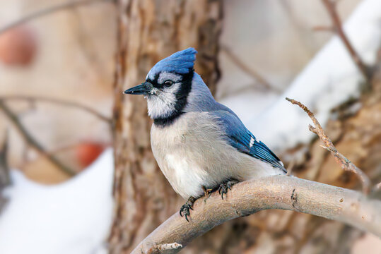Blue Jay bird perched on an apple tree branch in winter setting.