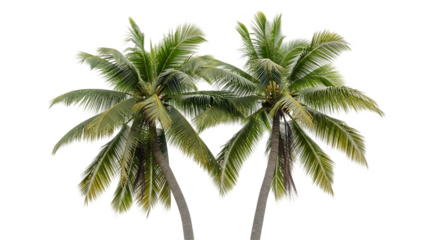Two coconut palm trees isolated against black background lush green foliage and strong trunks tropical paradise