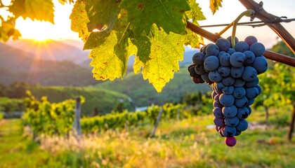 A close-up showcases ripe, dark grapes on a vine, backdropped by a sunlit vineyard and rolling hills at dusk