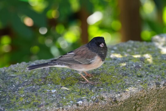 The dark-eyed junco (Junco hyemalis) is a species of junco, a group of small, grayish New World sparrows. 