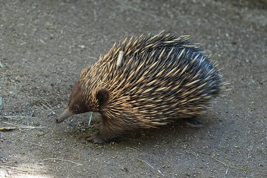 The short-beaked echidna is one of four living species of echidna, and the only member of the genus Tachyglossus.
