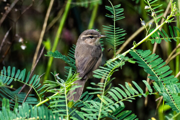 Small Brown Songbird Perched in Dense Green Foliage