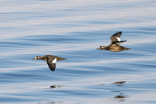 White winged scoter