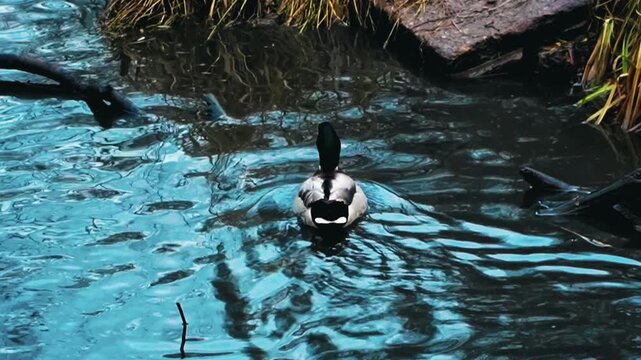 two wild male mallard drakes with bright green heads swim peacefully on a calm dark reflective pond surface next to two brown female ducks during a quiet autumn day in a city park nature reserve slow
