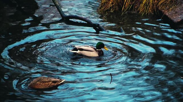 two wild male mallard drakes with bright green heads swim peacefully on a calm dark reflective pond surface next to two brown female ducks during a quiet autumn day in a city park nature reserve slow