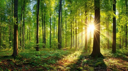 Fototapeta premium A serene forest scene with sunlight filtering through lush green trees, creating a vibrant and peaceful atmosphere.