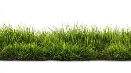 A long grassy field with a white background. The grass is tall and green, and it stretches out in a long line. The scene is peaceful and serene, with the grass providing a sense of calm
