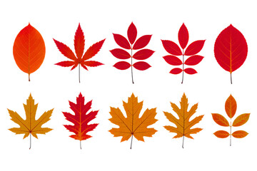 Obraz premium Collection of colorful autumn leaves in various shapes and sizes isolated on transparent background