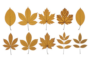 Obraz premium Collection of stylized golden autumn leaves in various shapes isolated on transparent background