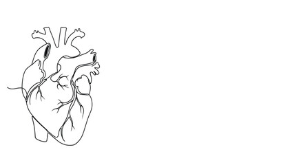 Minimalist continuous line drawing of a human heart with visible arteries and veins on a white background