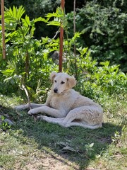 Obraz premium dog in a tree