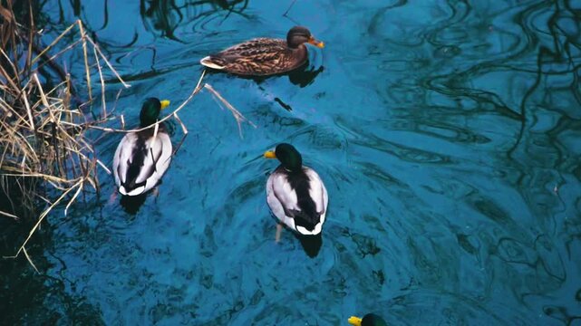 two wild male mallard drakes with bright green heads swim peacefully on a calm dark reflective pond surface next to two brown female ducks during a quiet autumn day in a city park nature reserve slow