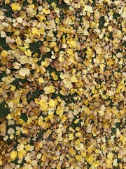 yellow autumn leaves