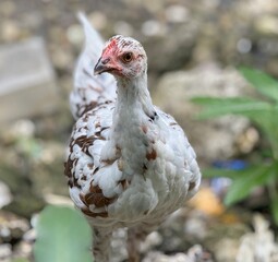 white chicken in the nature