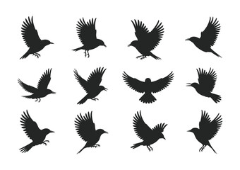 Obraz premium A diverse collection of black bird silhouettes is captured in various dynamic flight poses against a clean white background