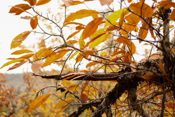 chestnut