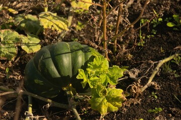 a ripe watermelon in its tops in an abandoned field on a sunny day in late October