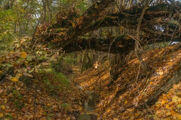 The bed of a small stream with a fallen tree trunk in a forest in the foothills of the Western Caucasus, covered with fallen autumn leaves on a sunny day in late October