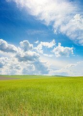 Spring wheat field and white clouds in the blue sky.