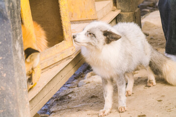 蔵王キツネ村のキツネ