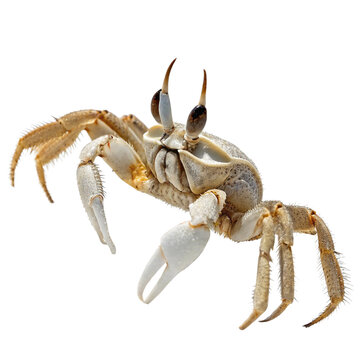 Horned Ghost Crab Isolated on White Background

