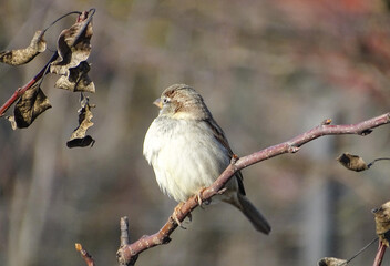 Sparrow on a branch in Romania